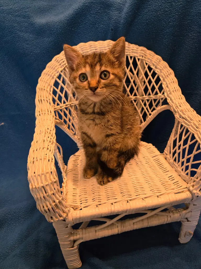 Nordie In Foster image 1
