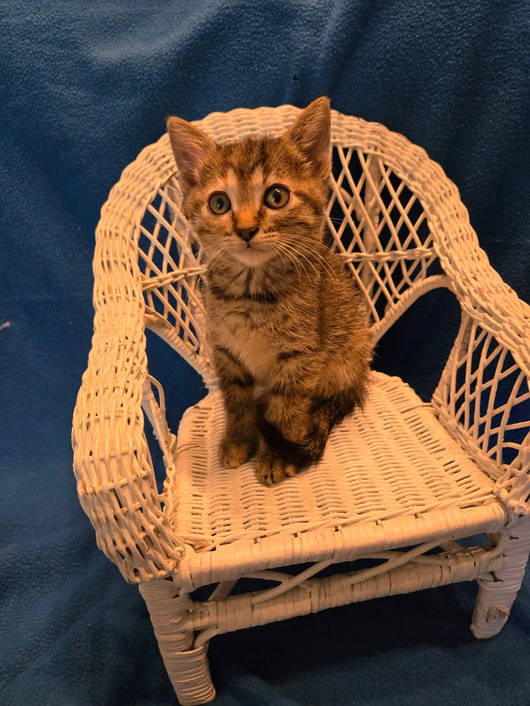 Nordie In Foster
