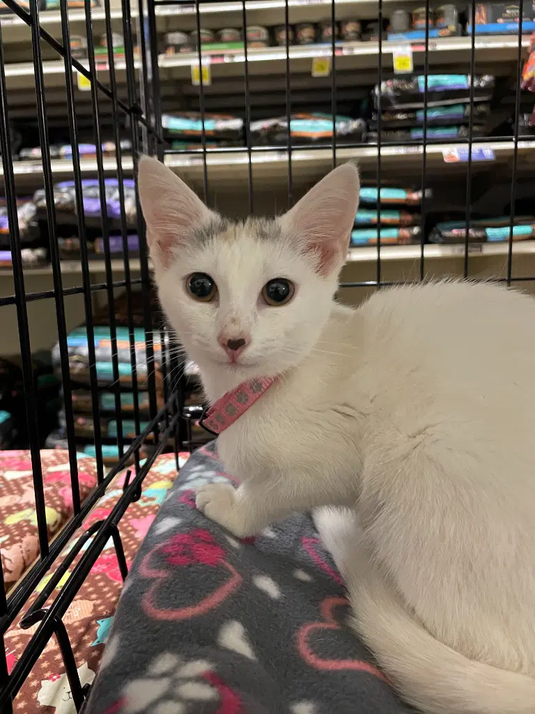 Princess - Domestic Short Hair