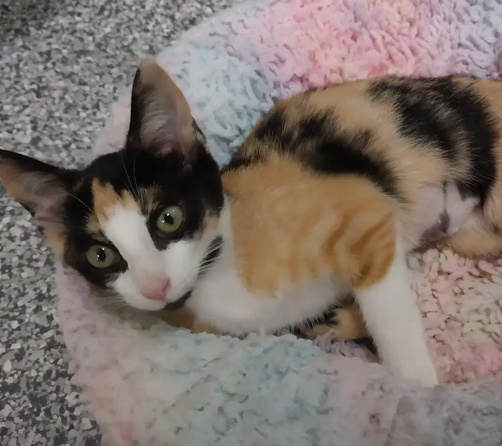 Fairy  In Foster - Domestic Short Hair
