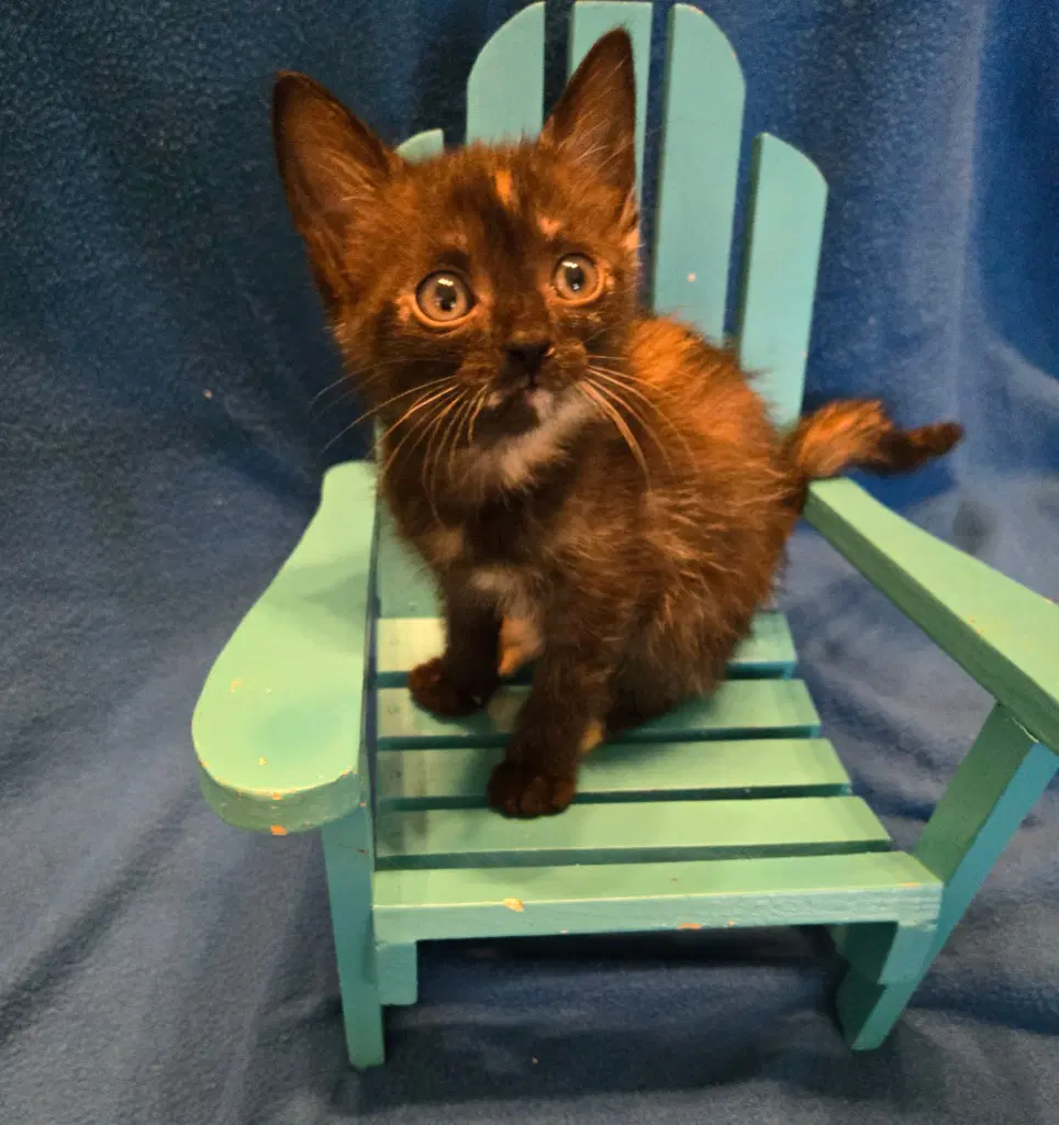 Mini In Foster - Domestic Short Hair