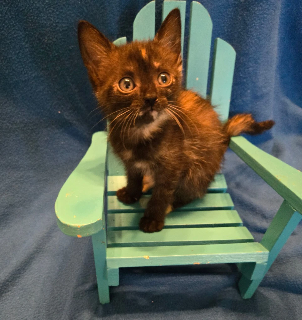 Mini In Foster