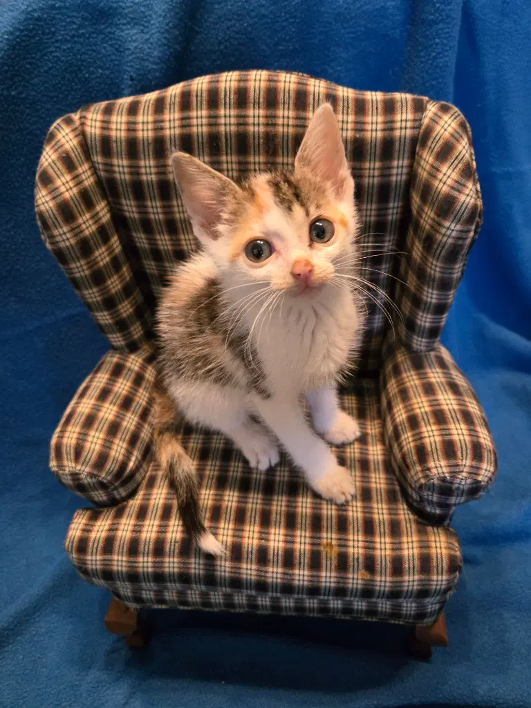 Tar-Zhay In Foster - Domestic Short Hair