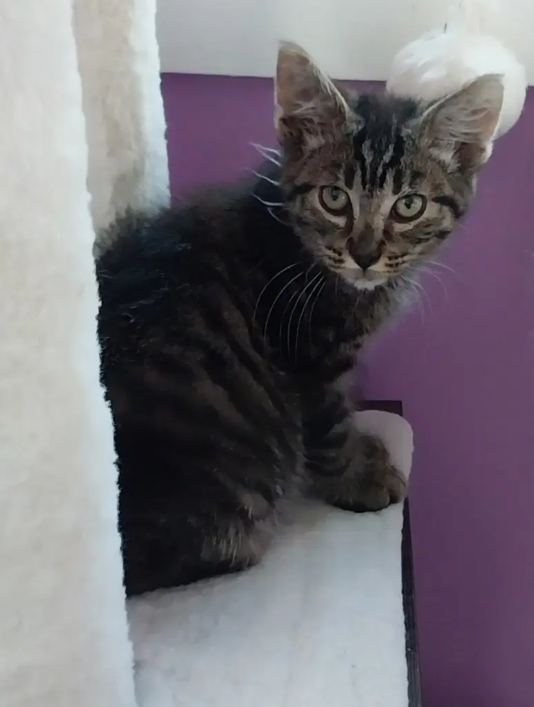 Summer Shandy  In Foster - Domestic Short Hair
