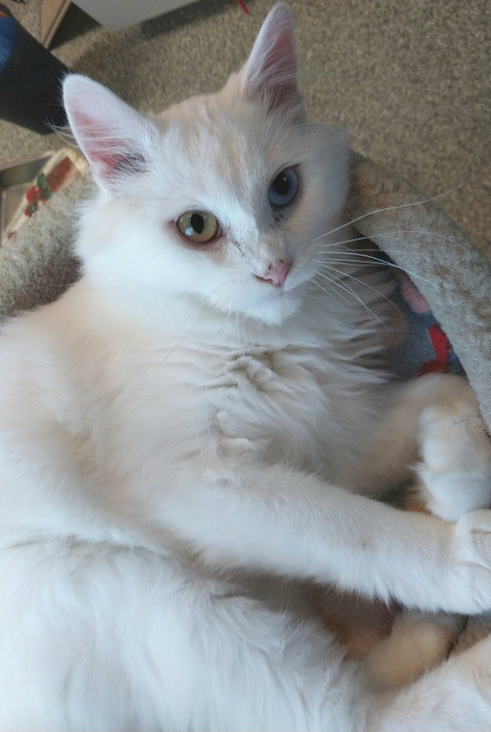 Moon Flower * IN FOSTER *