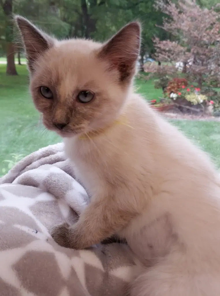 Baton Twirler  In Foster - Siamese