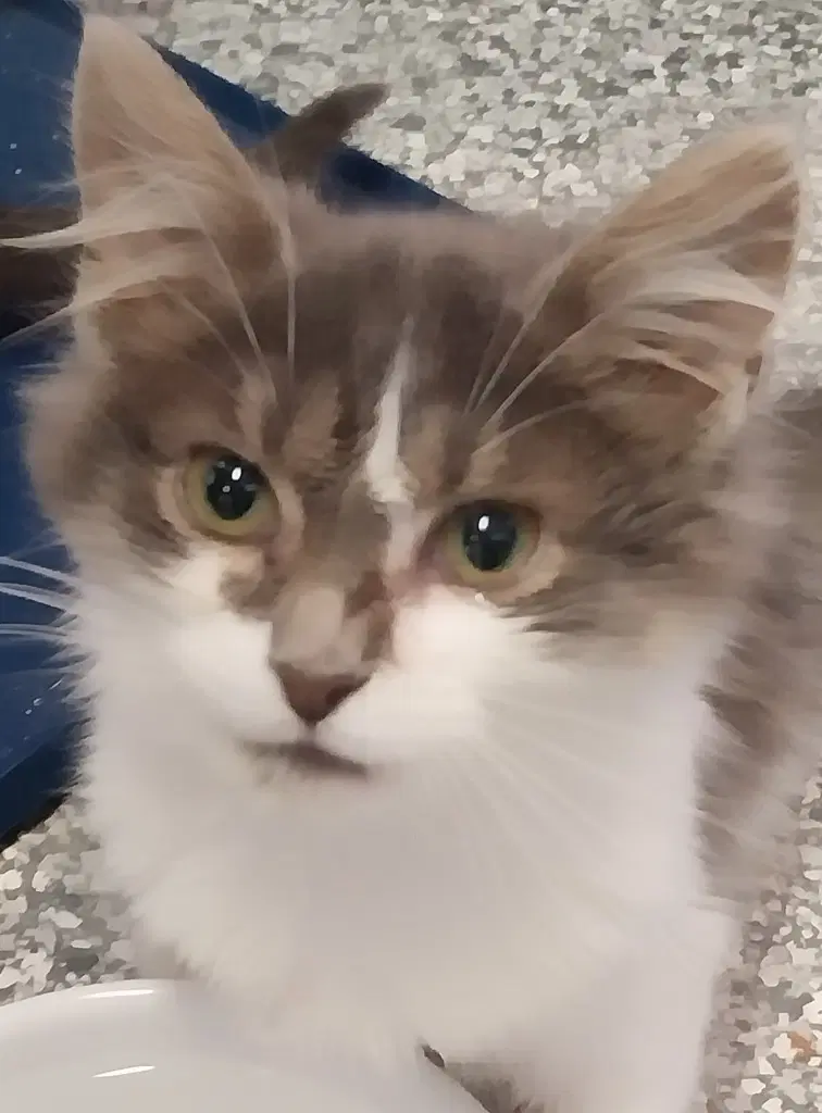 Padme  In Foster - Domestic Short Hair