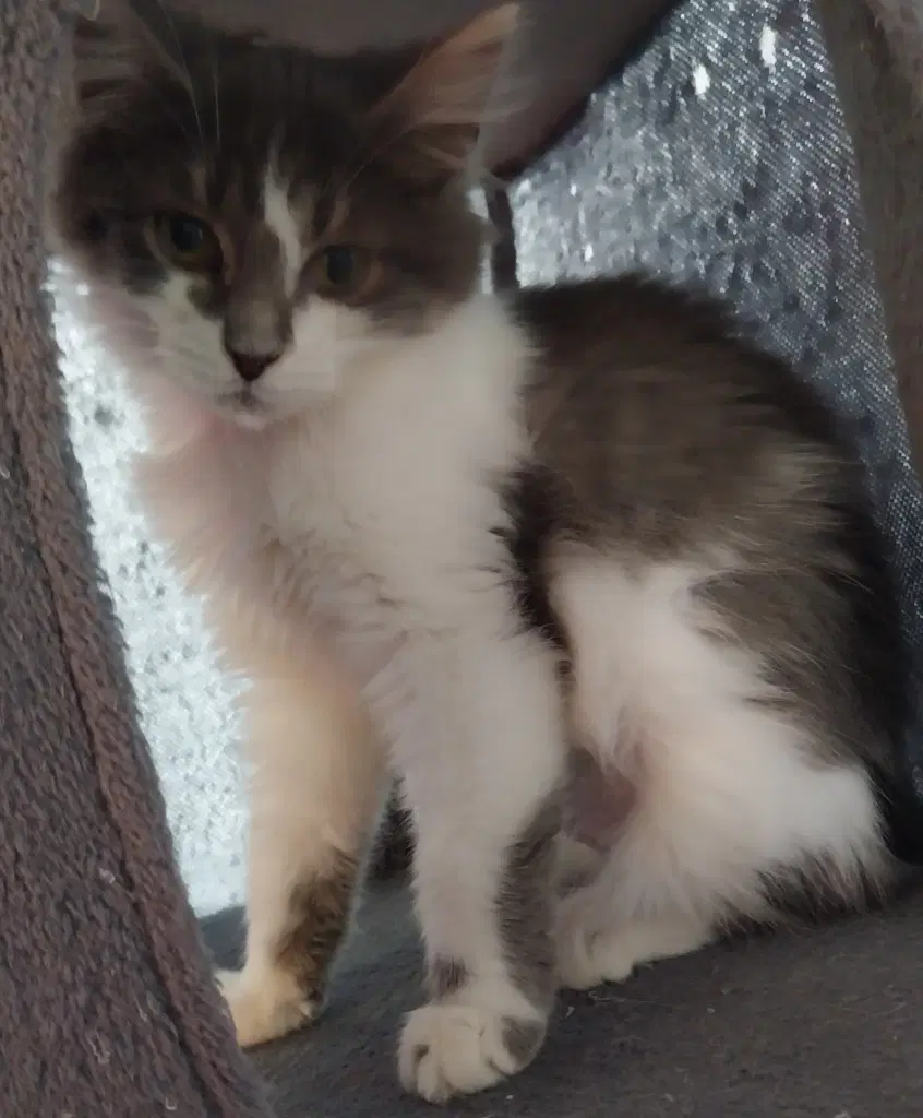 Padme  In Foster - Domestic Short Hair