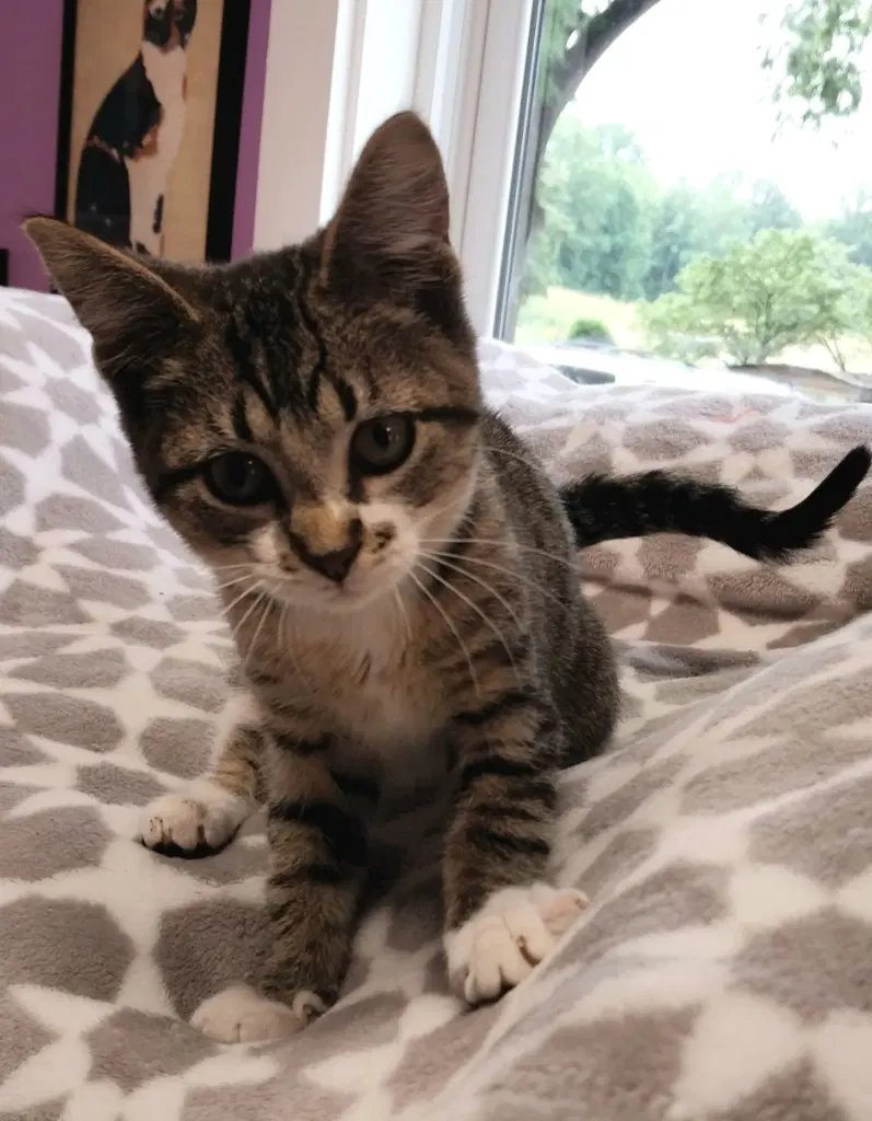 Rey  In Foster - Domestic Short Hair