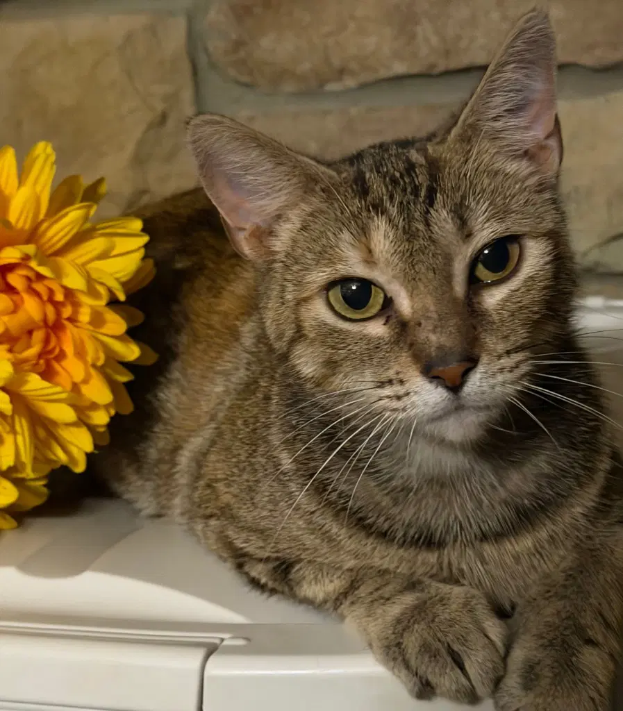 Cammy In Foster - Domestic Short Hair