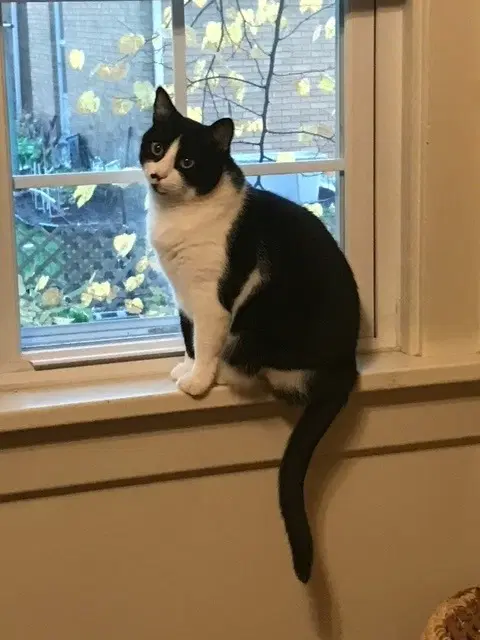 Cleo - Domestic Short Hair