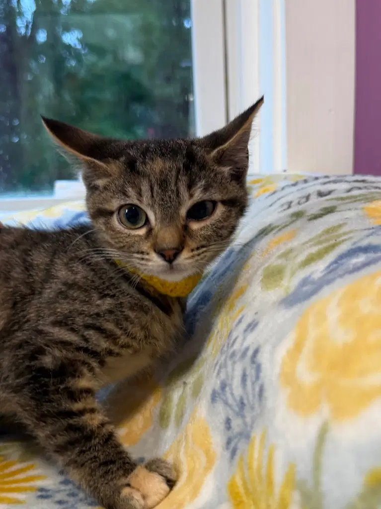 Abigail  In Foster - Domestic Short Hair