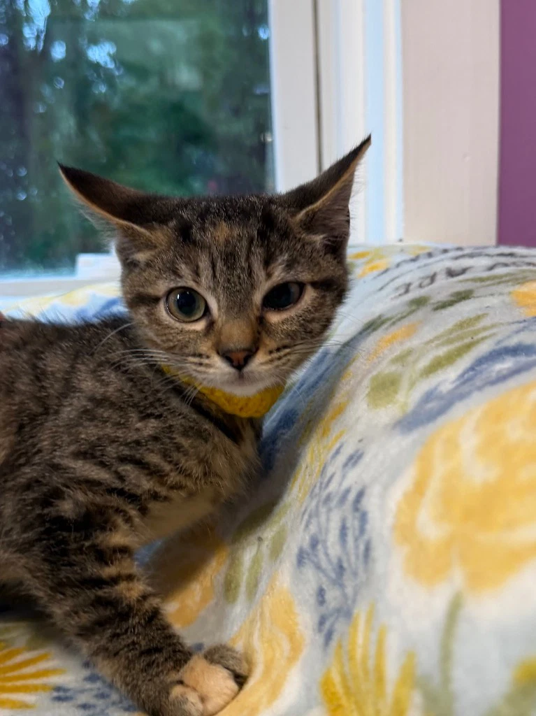 Abigail  In Foster