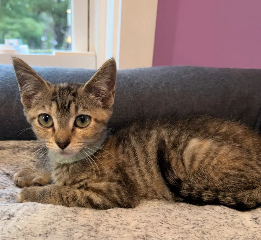 Annalee  In Foster - Domestic Short Hair
