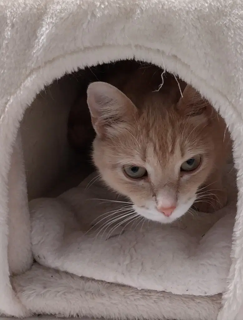 Irish Lassie  In Foster - Domestic Short Hair