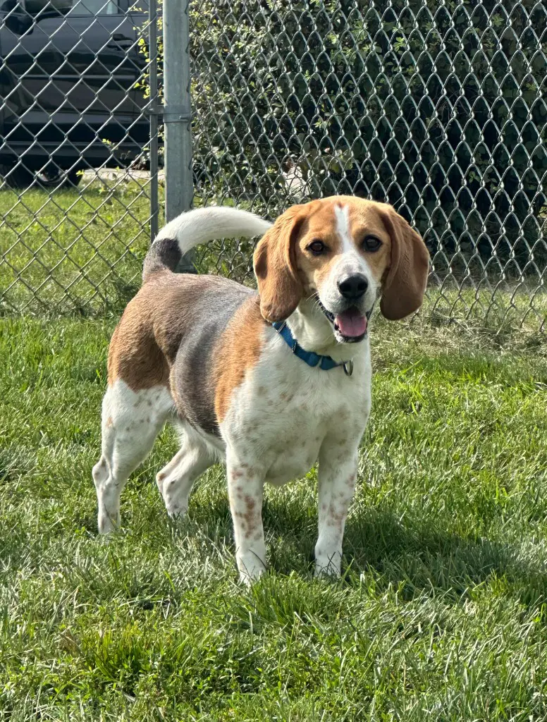 Sally - Beagle