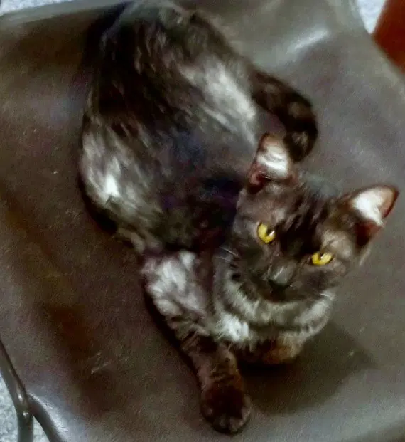 Luna  In Foster - Domestic Short Hair