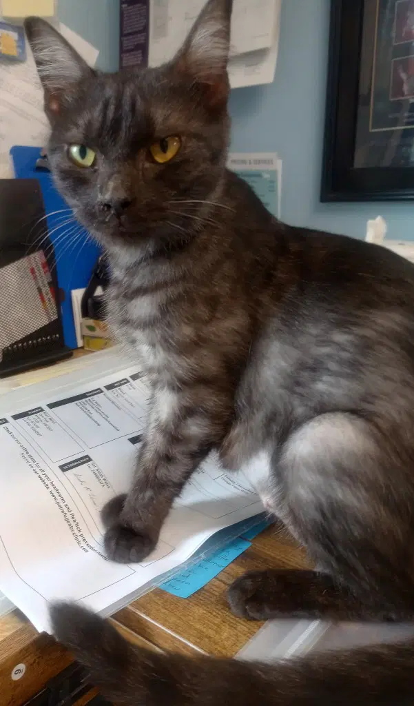 Luna  In Foster - Domestic Short Hair