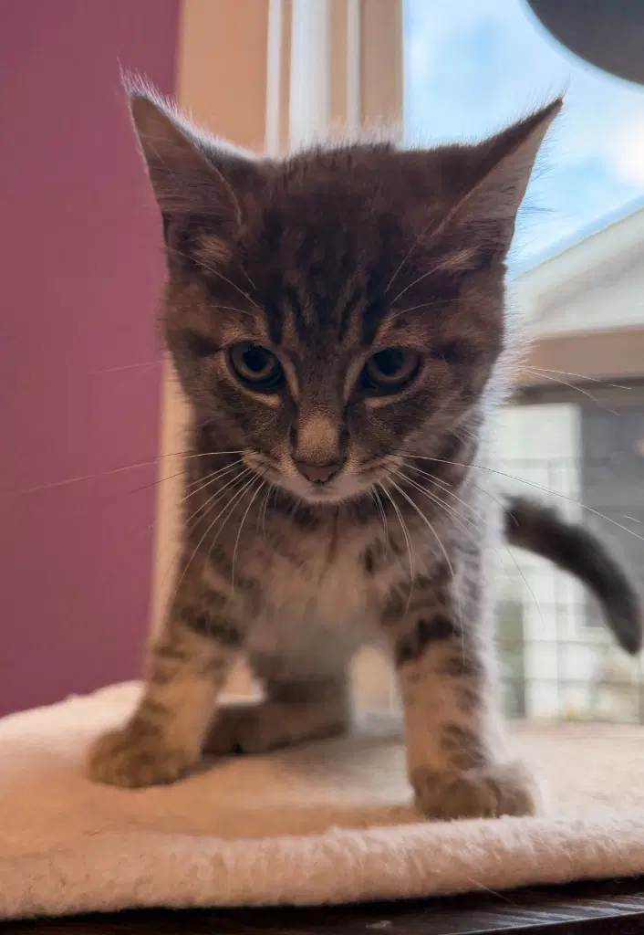 Pancake  In Foster - Domestic Short Hair