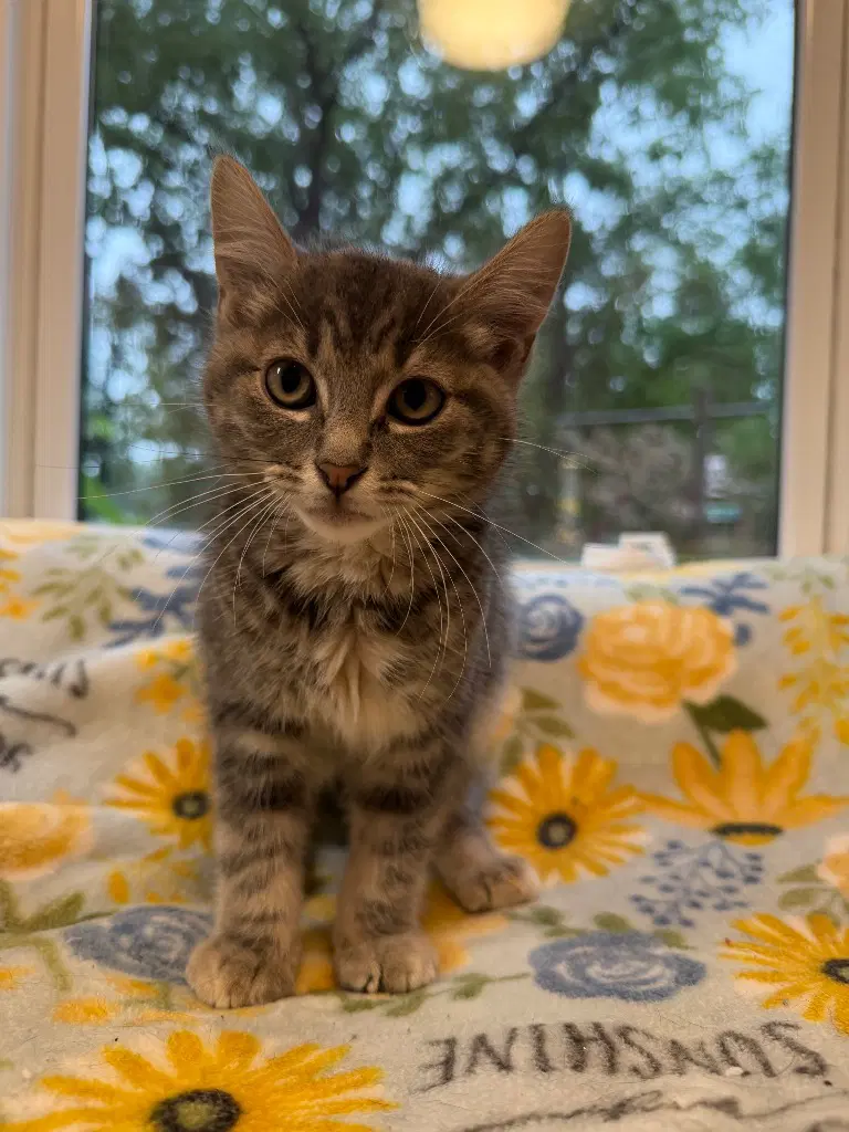 Gary  In Foster - Domestic Short Hair