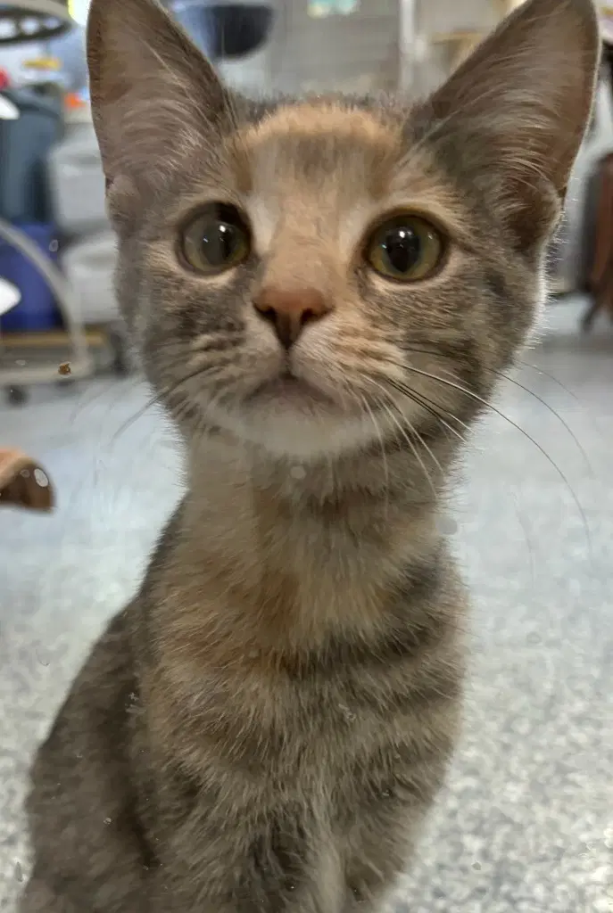 Patches  In Foster - Domestic Short Hair