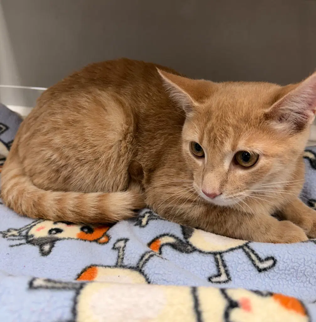 Jack  In Foster - Domestic Short Hair