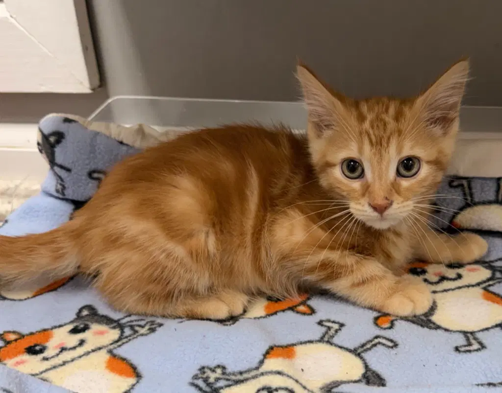 Nashville Nash  In Foster - Domestic Short Hair