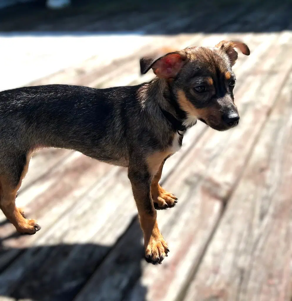 Dolly- In A Foster Home - Yorkshire Terrier Yorkie