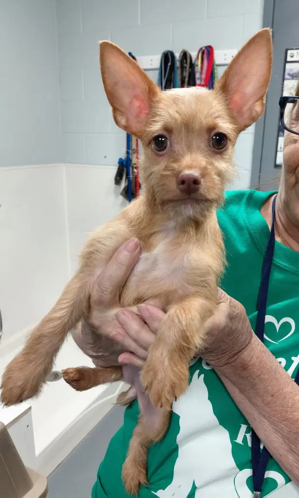 Millie-In A Foster Home - Yorkshire Terrier Yorkie