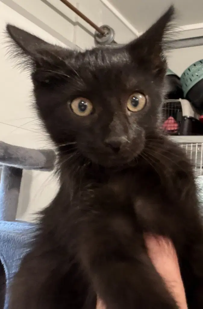 Nori  In Foster - Domestic Short Hair