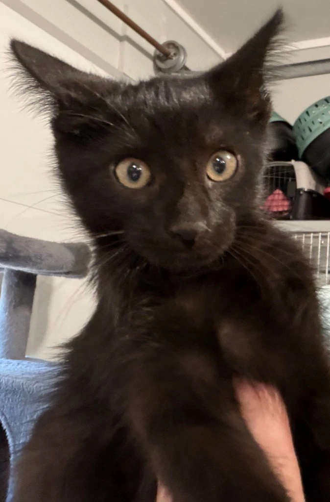 Nori  In Foster
