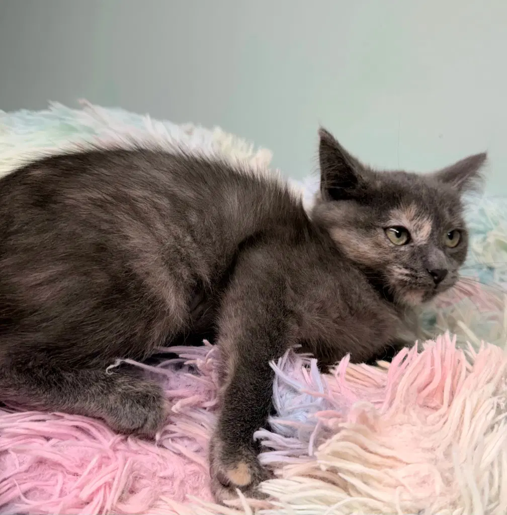 Gypsy Dancer  In Foster - Domestic Short Hair