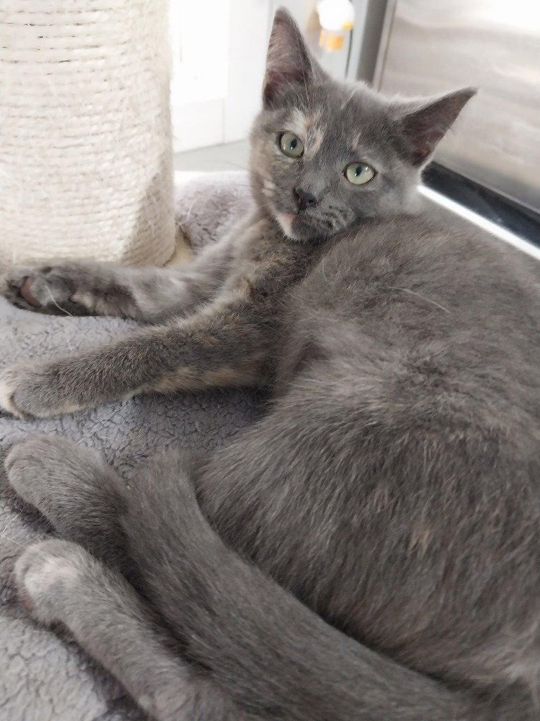 Gypsy Dancer * IN FOSTER *