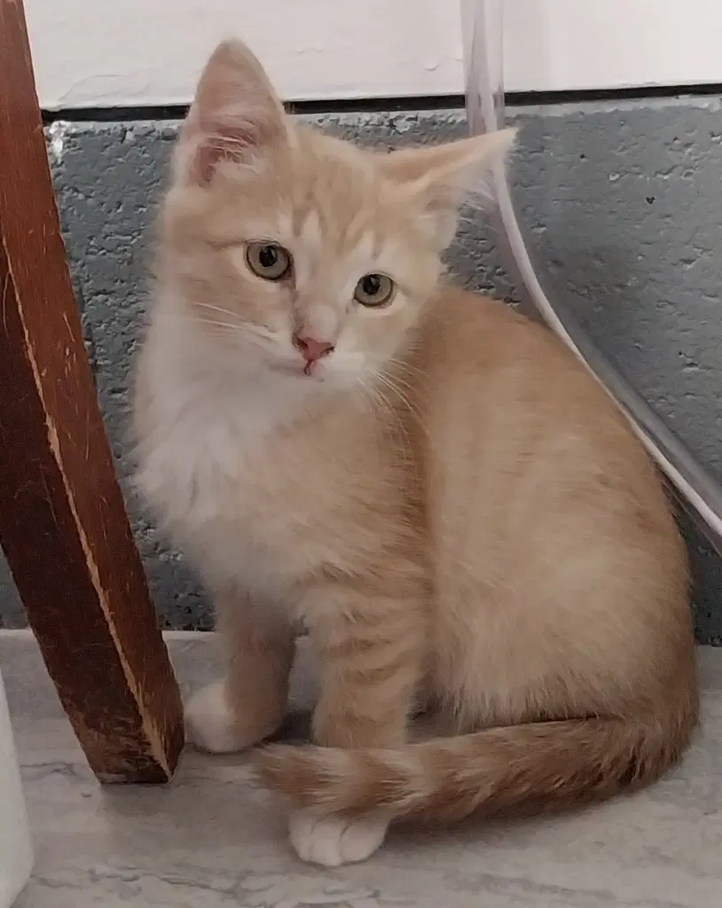 Greek Hero  In Foster - Domestic Short Hair