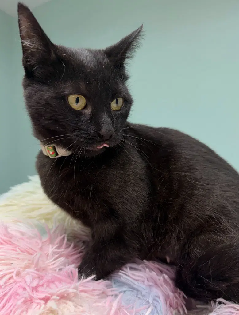 Shadow  In Foster - Domestic Short Hair