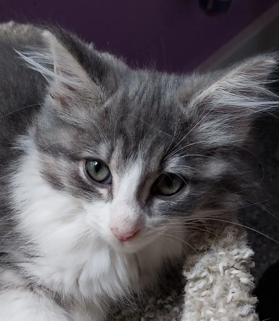 Muffin  In Foster - Domestic Short Hair