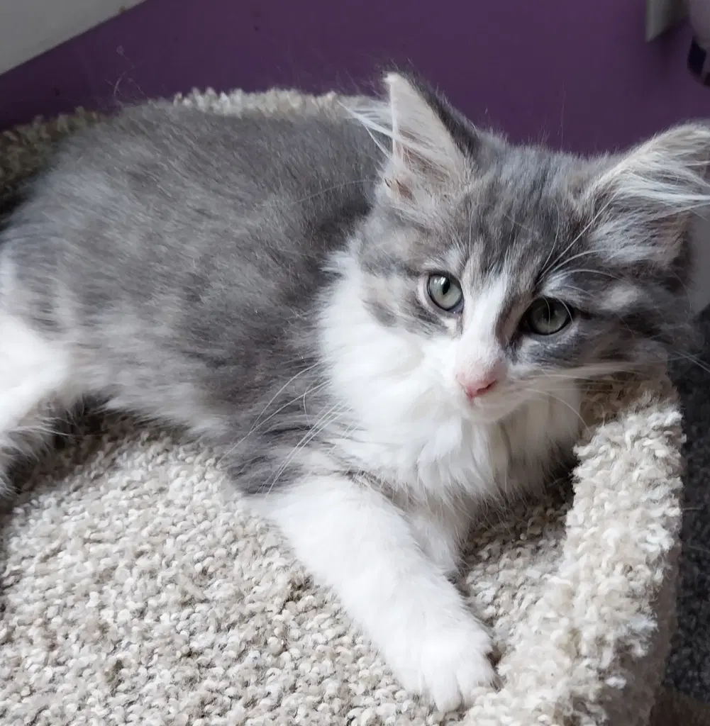 Muffin  In Foster image 2