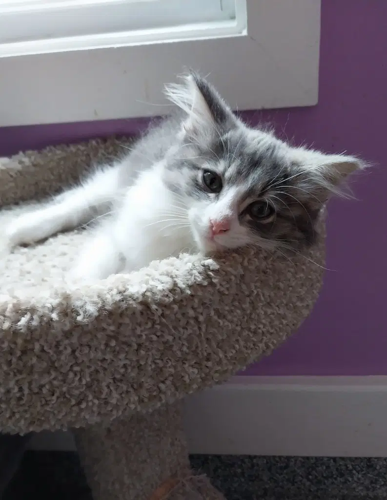 Muffin  In Foster image 3