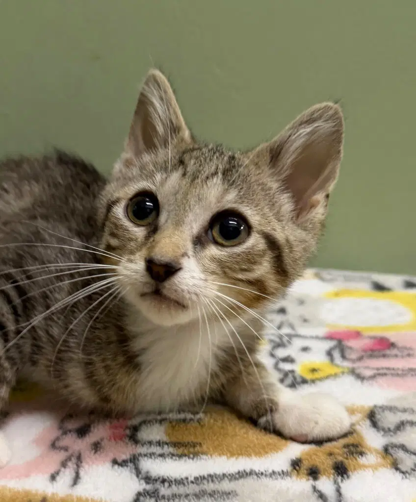 Dean  In Foster - Domestic Short Hair