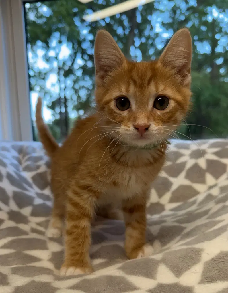 Ernie  In Foster - Domestic Short Hair