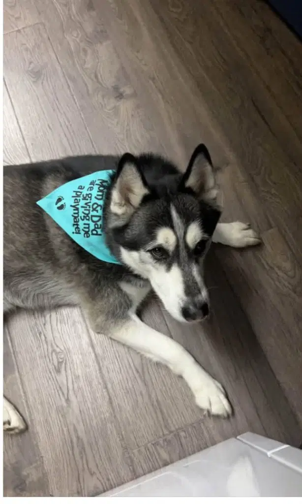 Leo - Siberian Husky