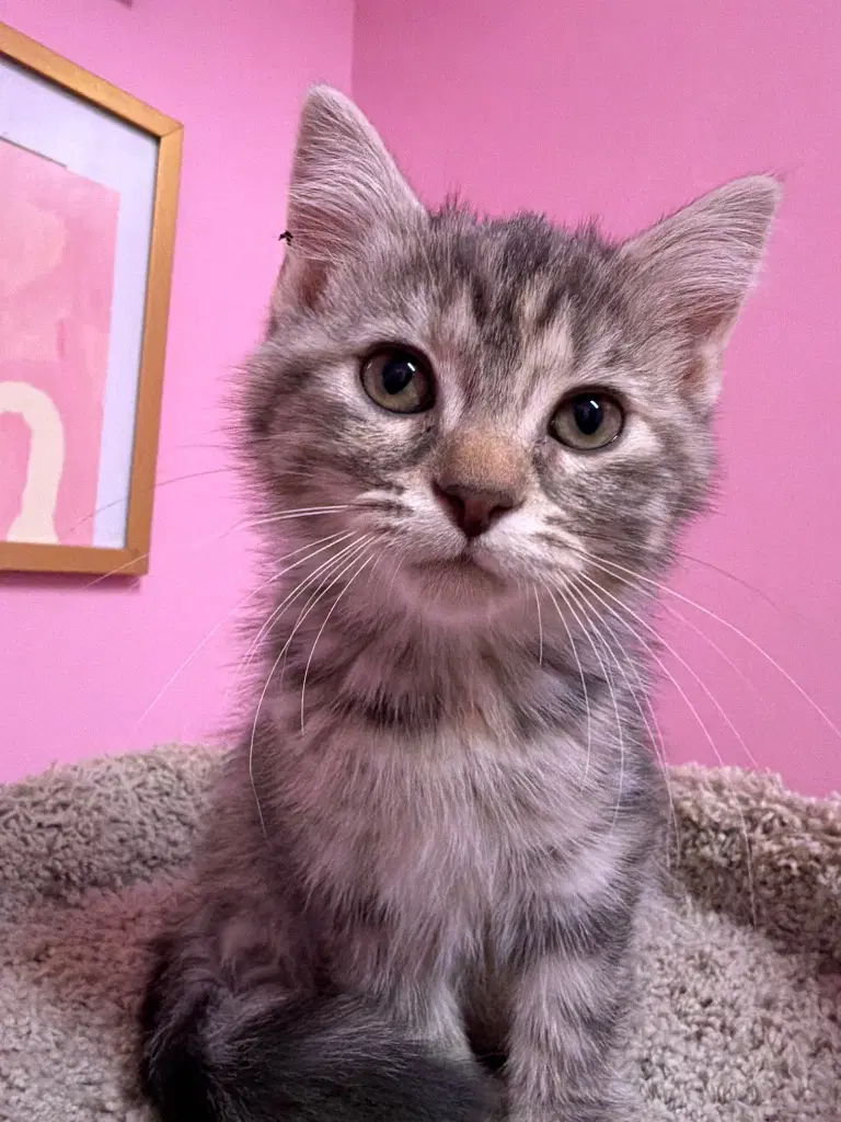 Nutmeg Meg  In Foster - Domestic Short Hair