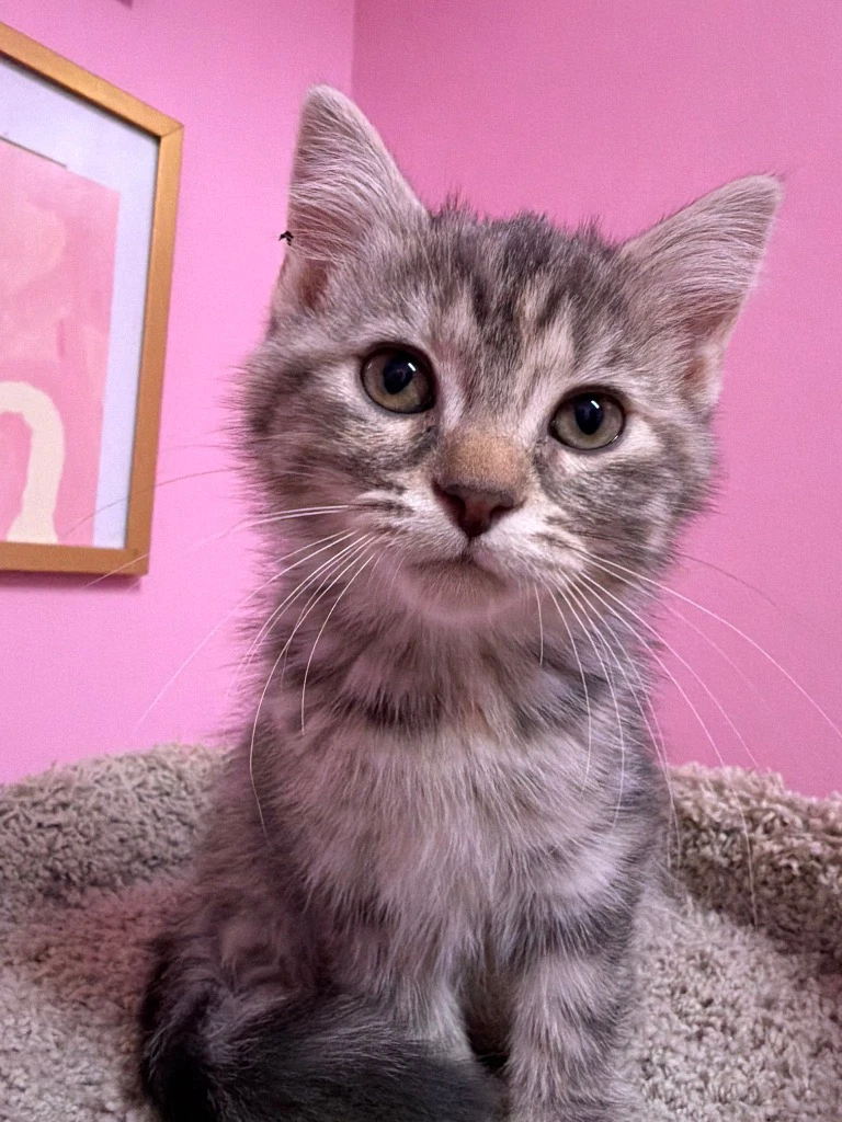 Nutmeg Meg  In Foster