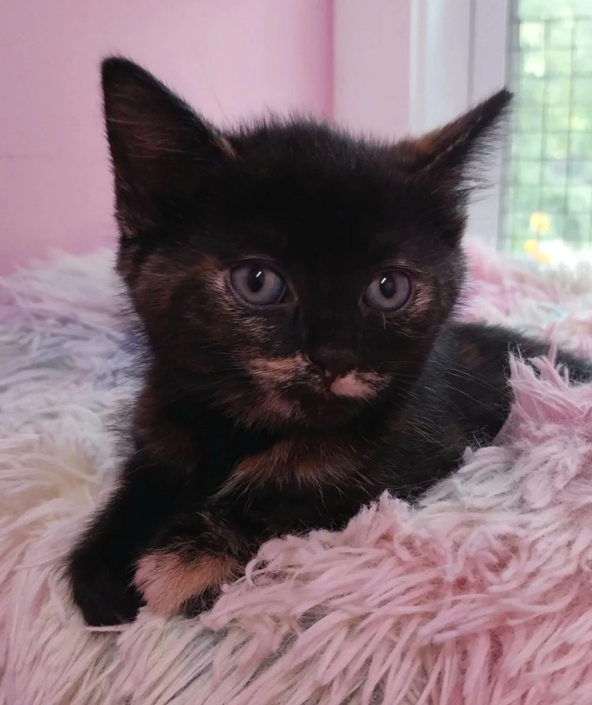 Pistachio  In Foster