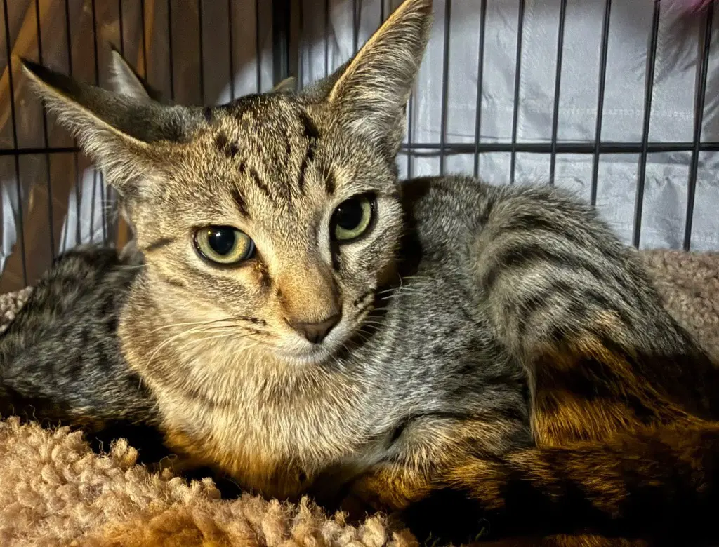Clawberry In Foster - Domestic Short Hair