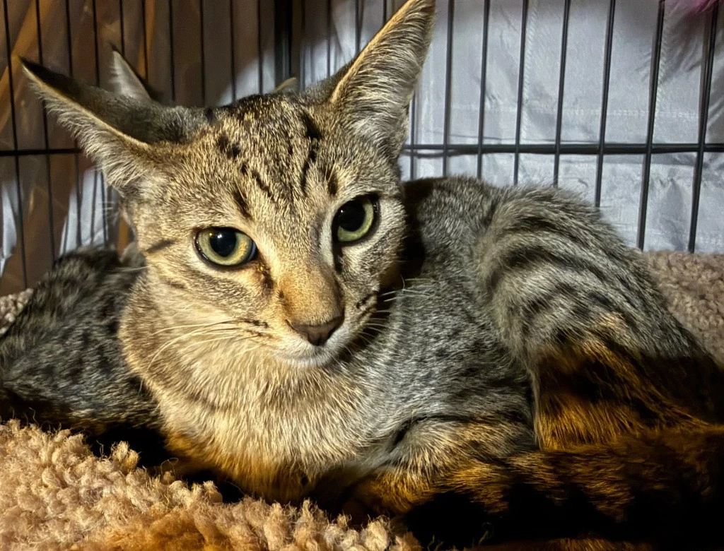 Clawberry In Foster