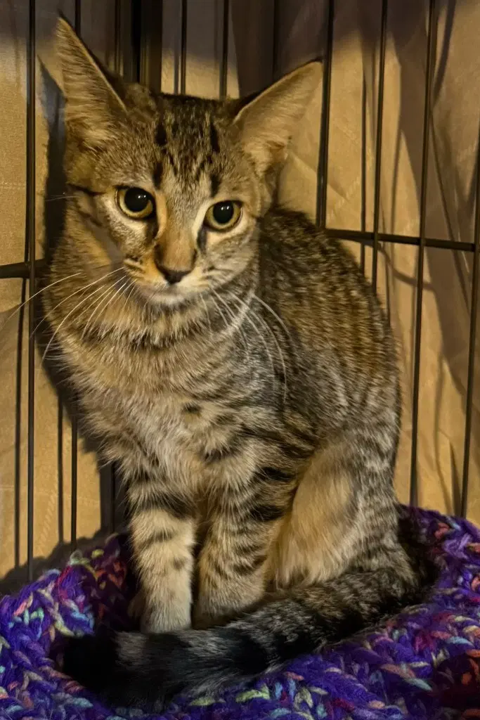 Swatermelon In Foster - Domestic Short Hair
