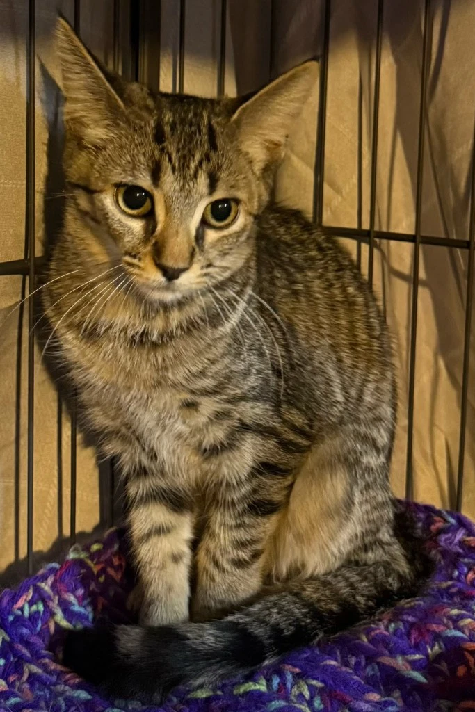 Swatermelon In Foster