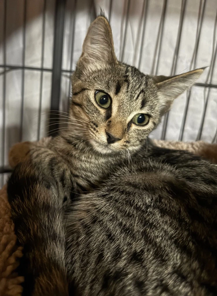 Catelope In Foster