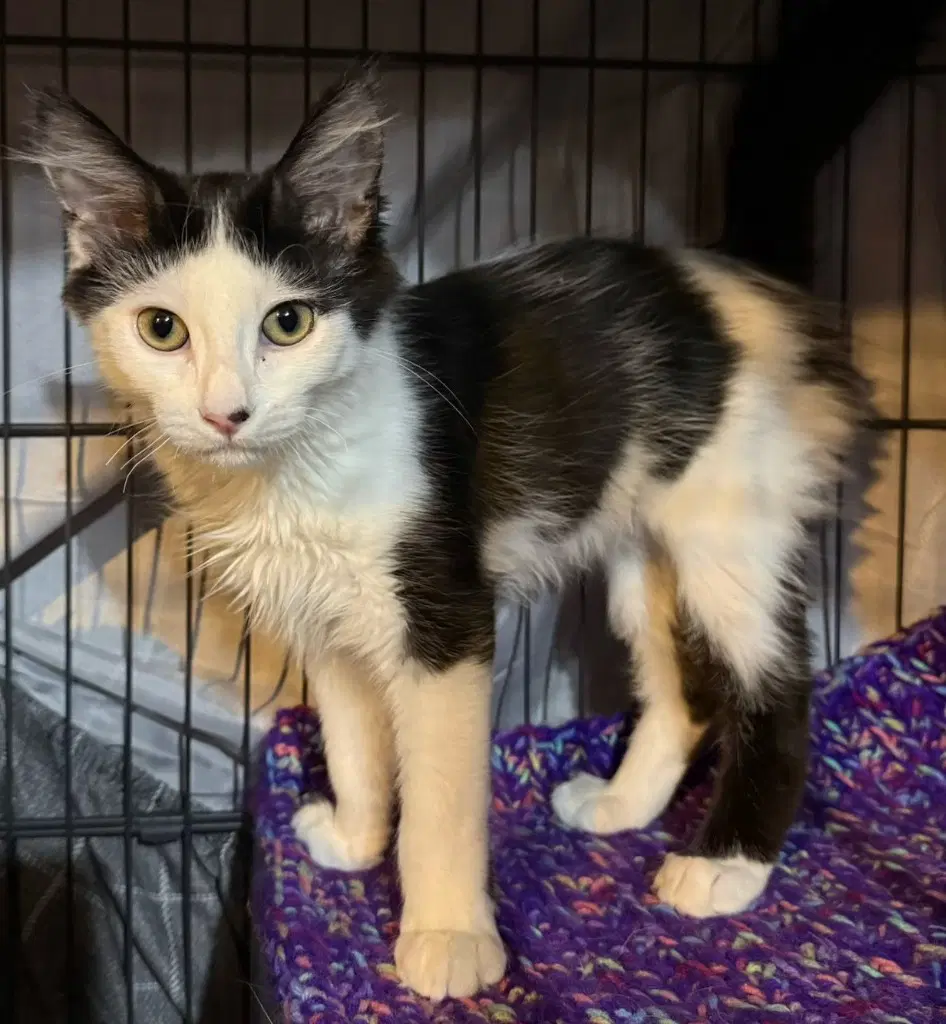Pawmegranate In Foster - Domestic Long Hair